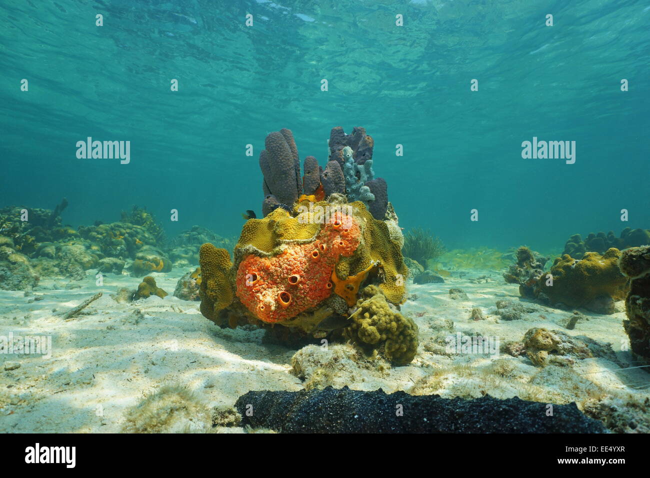 Colorata vita sotto il mare di spugne e coralli, dei Caraibi Foto Stock