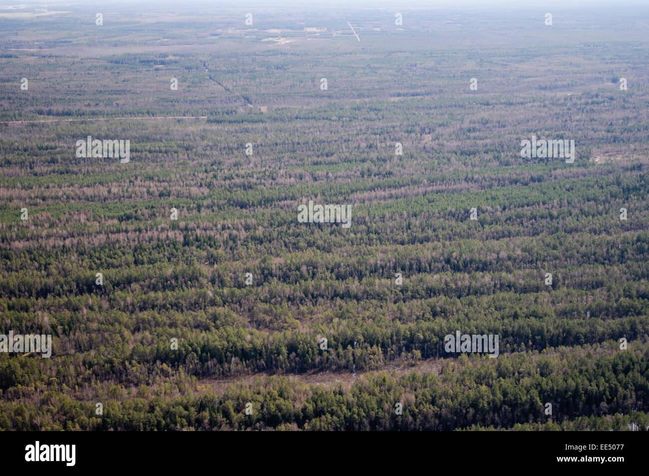 Foreste e dune di sabbia umida pantaloni della riserva naturale "Ances purvi mezi onu' nella parte occidentale della Lettonia Foto Stock