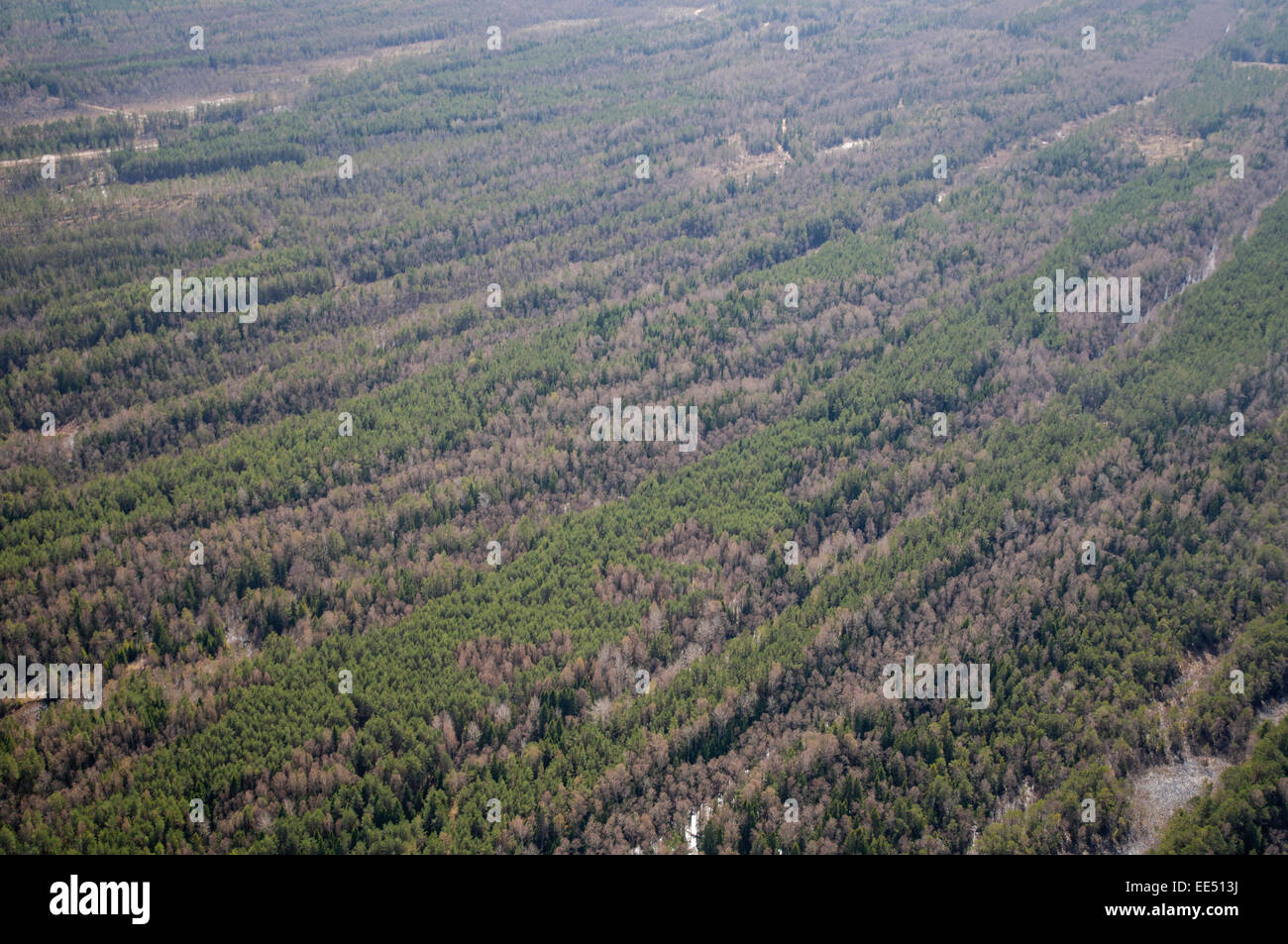 Foreste e dune di sabbia umida pantaloni della riserva naturale "Ances purvi mezi onu' nella parte occidentale della Lettonia Foto Stock
