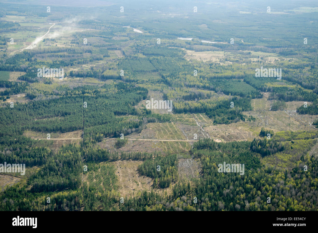 La perforazione delle foreste in chiaro-il taglio Foto Stock