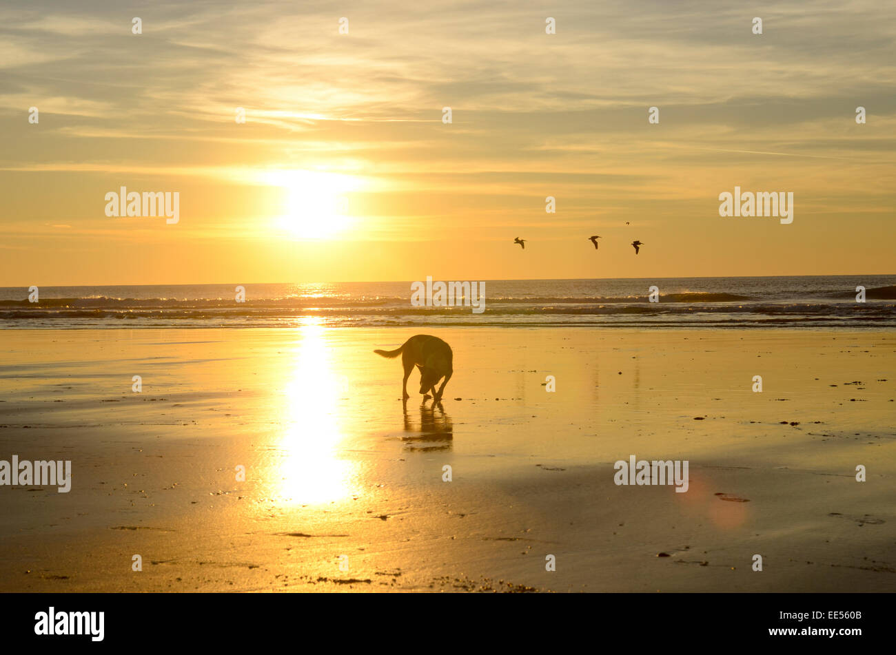 Un cane di camminare sulla spiaggia durante un bel tramonto con gli uccelli in volo in background in San Francisco, California Foto Stock
