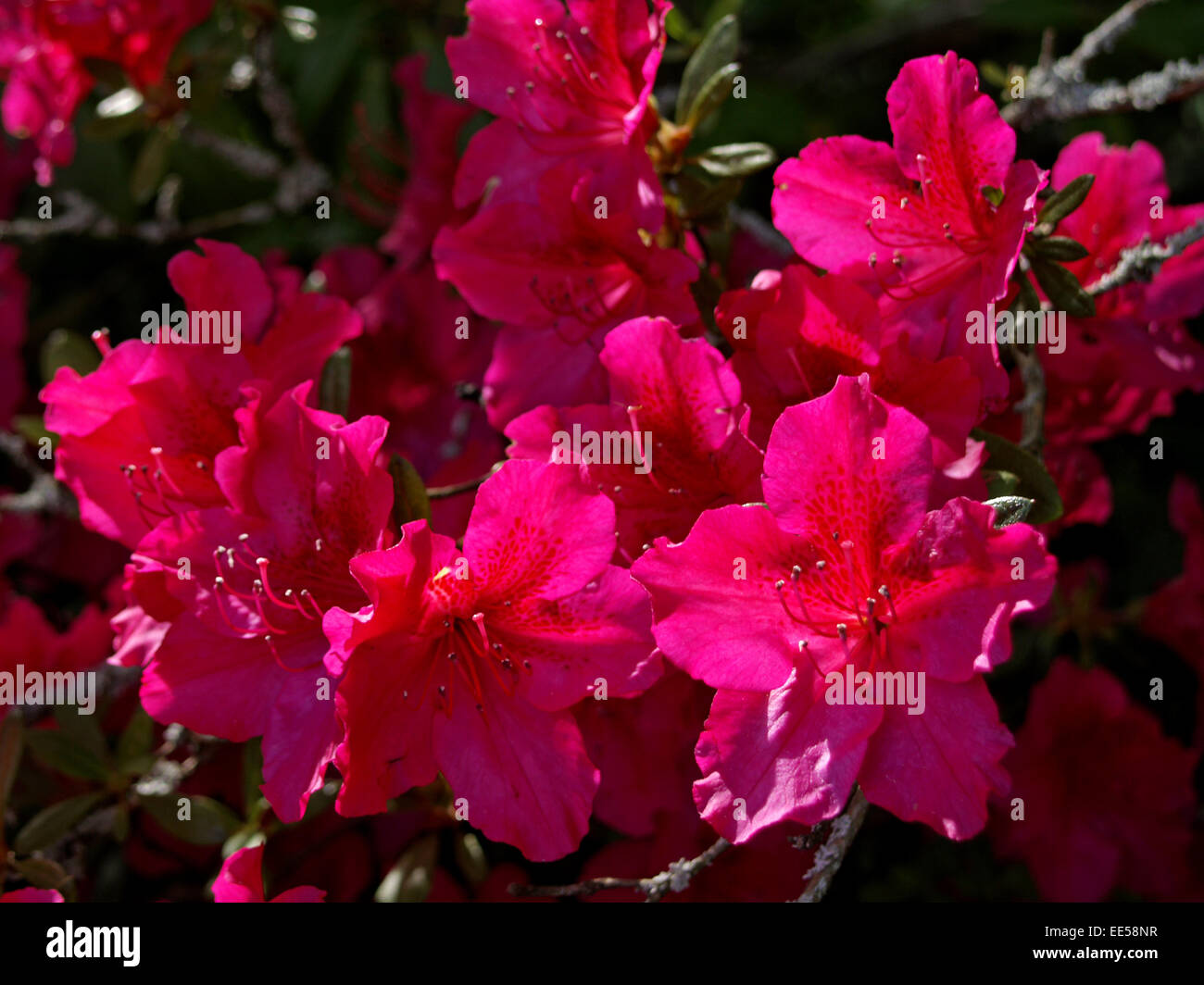 Azalee, rot bluehend, Asteraceae, Asterngewaechs, aussen, bluehen, Bluete, Blueten, Botanik, Buesche, Busch, Compositae, Flora, Foto Stock