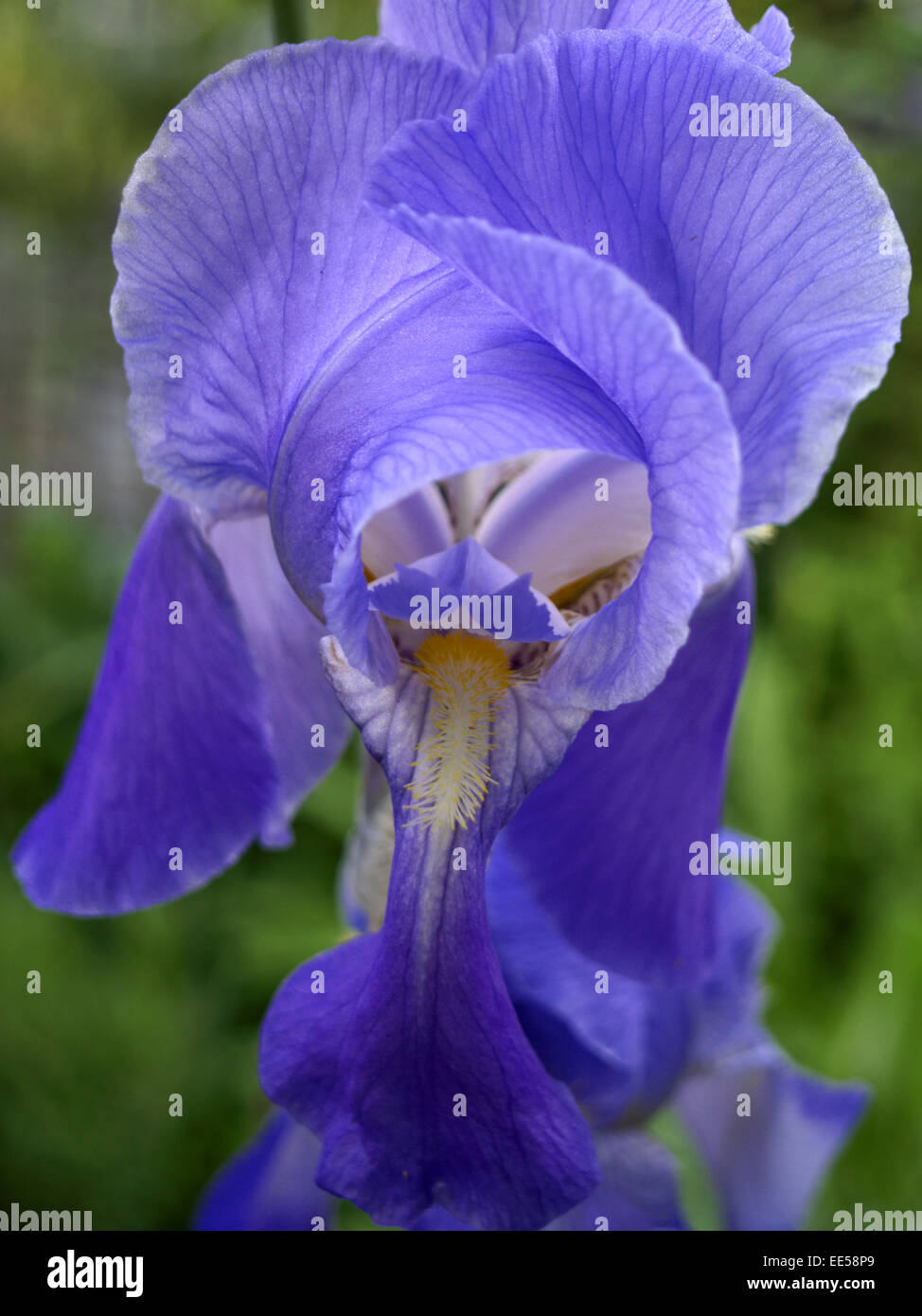 Sibirische Schwertlilie, Iris sibirica, Blumen, Blueten, Garten, Gartenblumen, Gartenpflanzen, Lilie, Natur, Pflanze, Pflanzen, Foto Stock