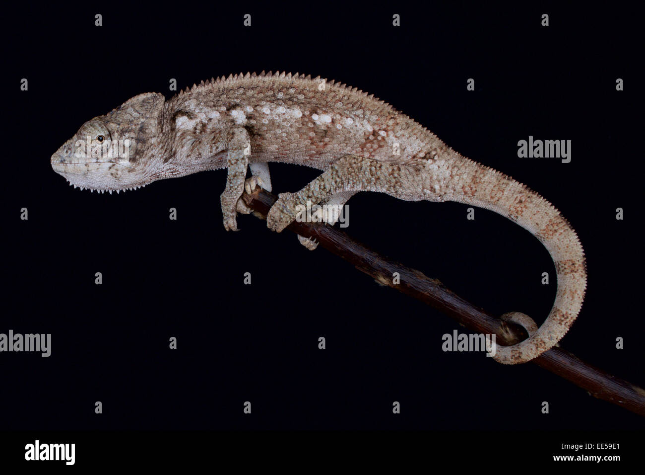 Il gigante malgascio chameleon / Furcifer oustaleti Foto Stock