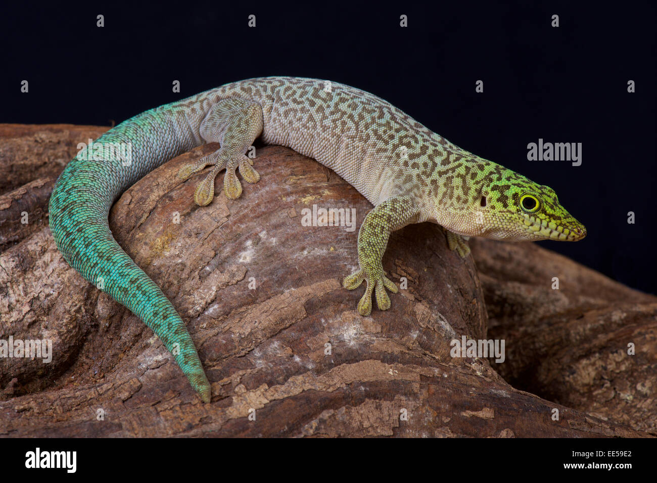 In piedi il giorno gecko / Phelsuma standingi Foto Stock