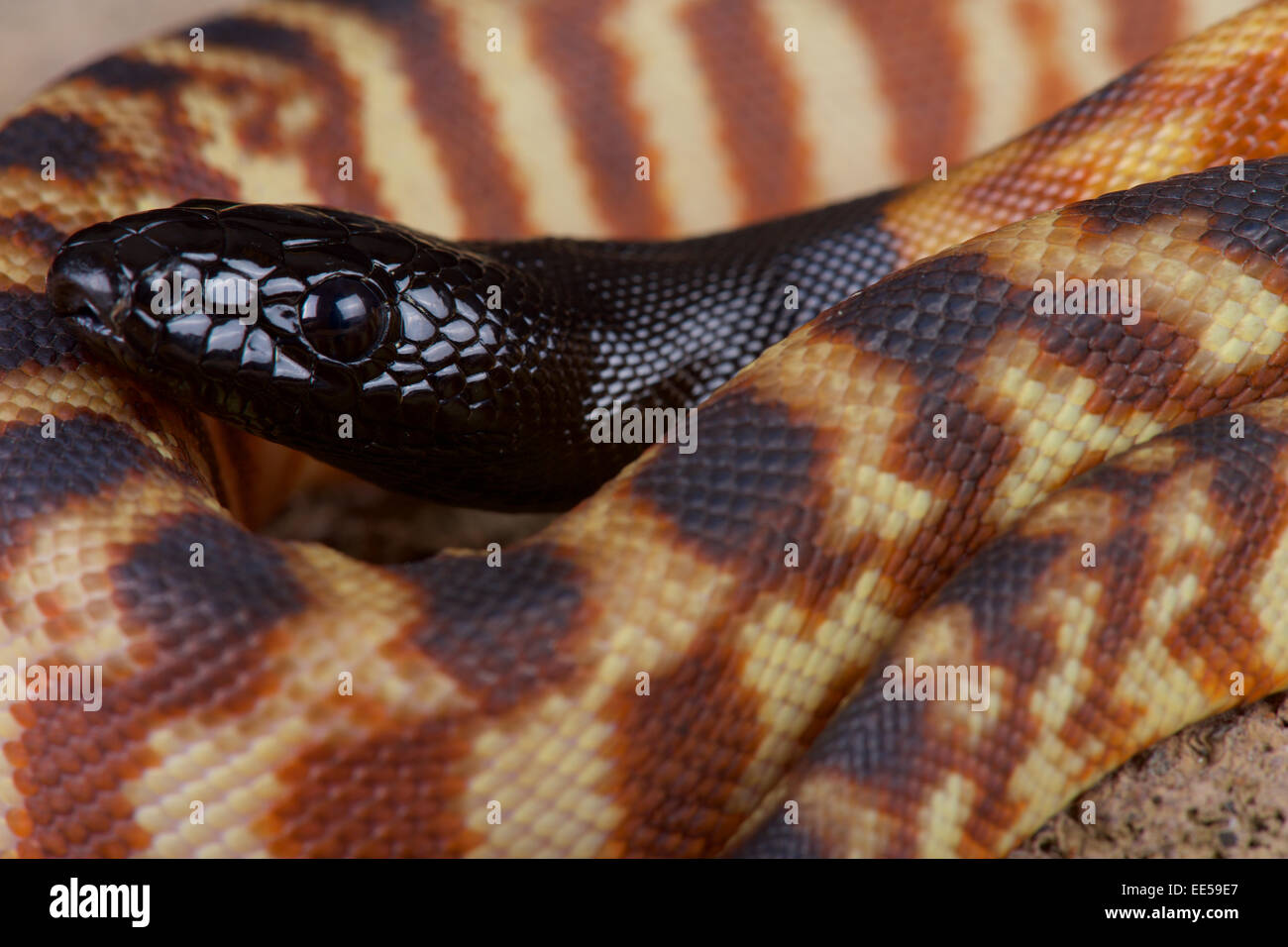 A testa nera / python Aspidites melanocephalus Foto Stock