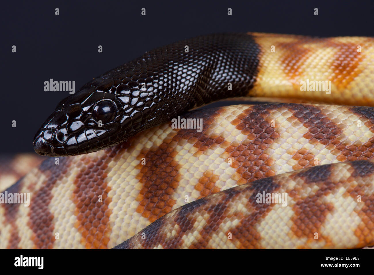 A testa nera / python Aspidites melanocephalus) Foto Stock