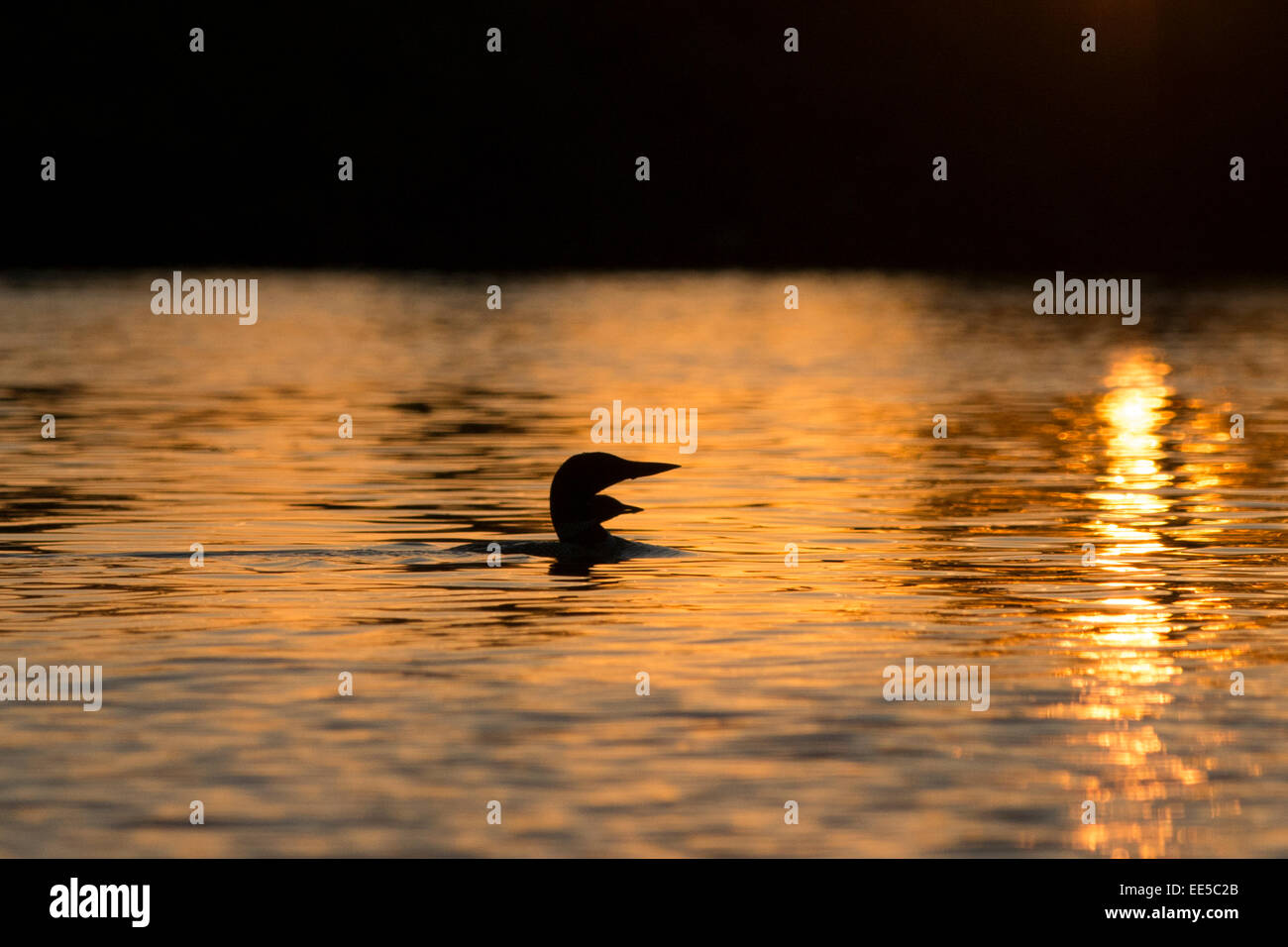 Loon in un lago al tramonto, il lago dei boschi, Ontario, Canada Foto Stock