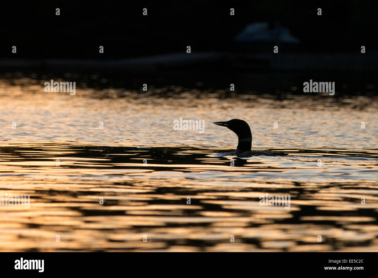 Loon in un lago al tramonto, il lago dei boschi, Ontario, Canada Foto Stock