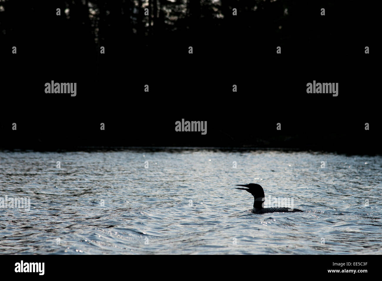 Loon in un lago, il lago dei boschi, Ontario, Canada Foto Stock