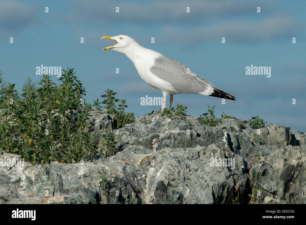 Seagull chiamando a costa, il lago dei boschi, Ontario, Canada Foto Stock