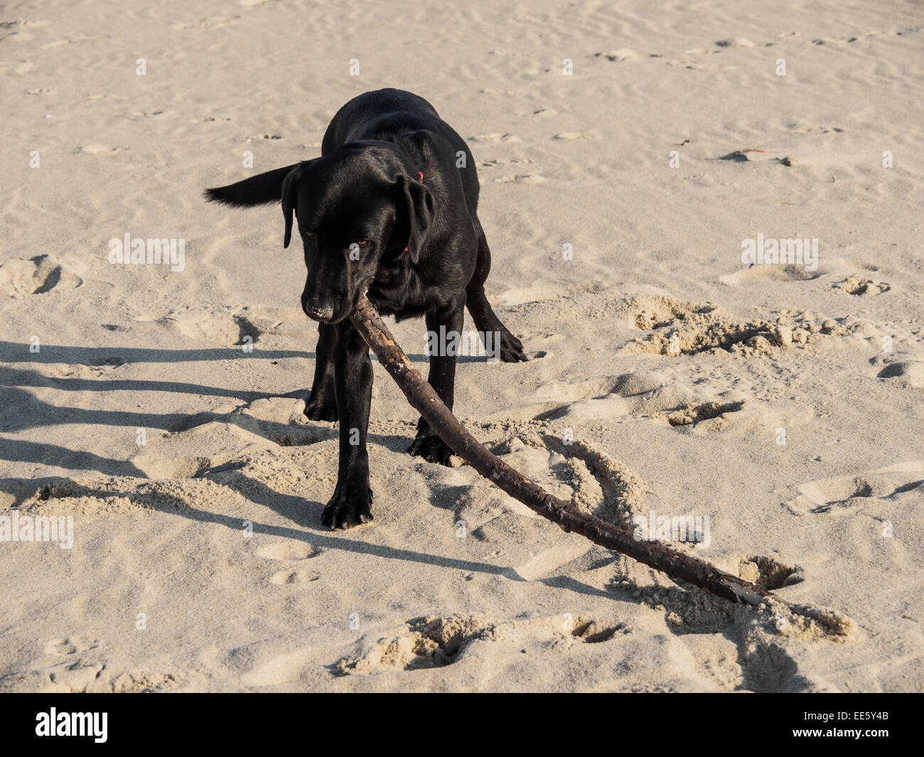Nero Labrador Retriever cane sdraiato sulla spiaggia con un bastone nella sua bocca Foto Stock