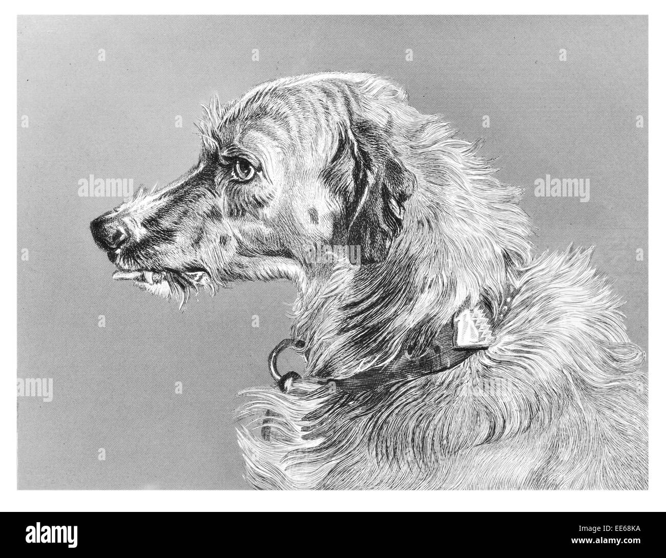 Testa di scottish deerhound sighthound caccia al cervo rosso coursing predator canina pet animale animali domestici collare leale mans migliore amico Foto Stock