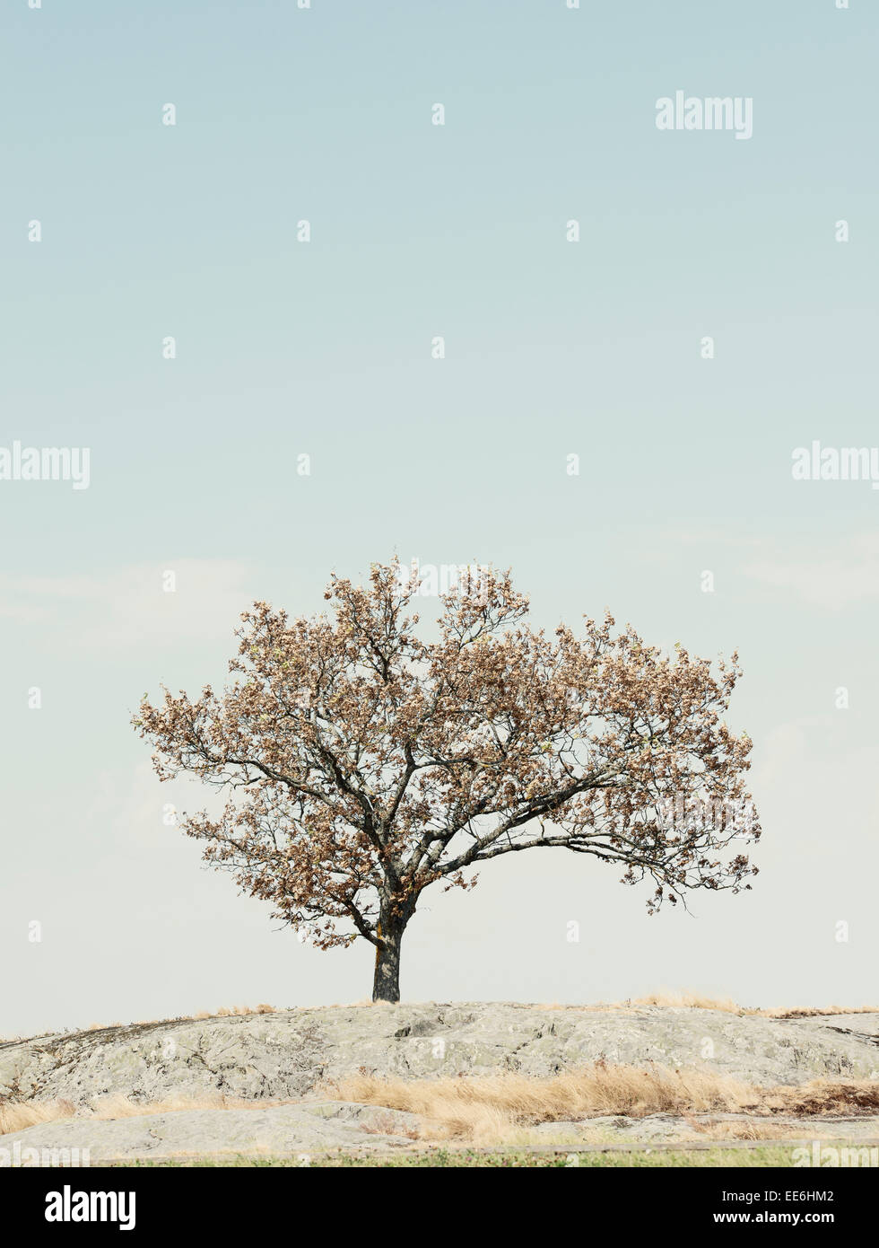 Un albero sulla collina e il cielo blu con copia spazio. La Svezia. Foto Stock