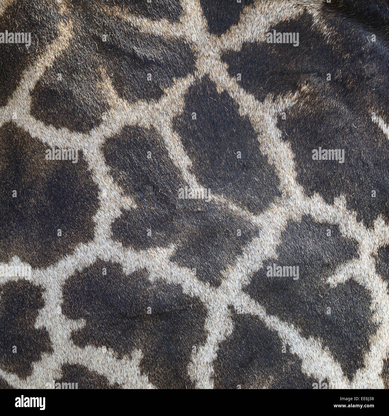 Vera pelle di Giraffe (Giraffa camelopardalis) Foto Stock