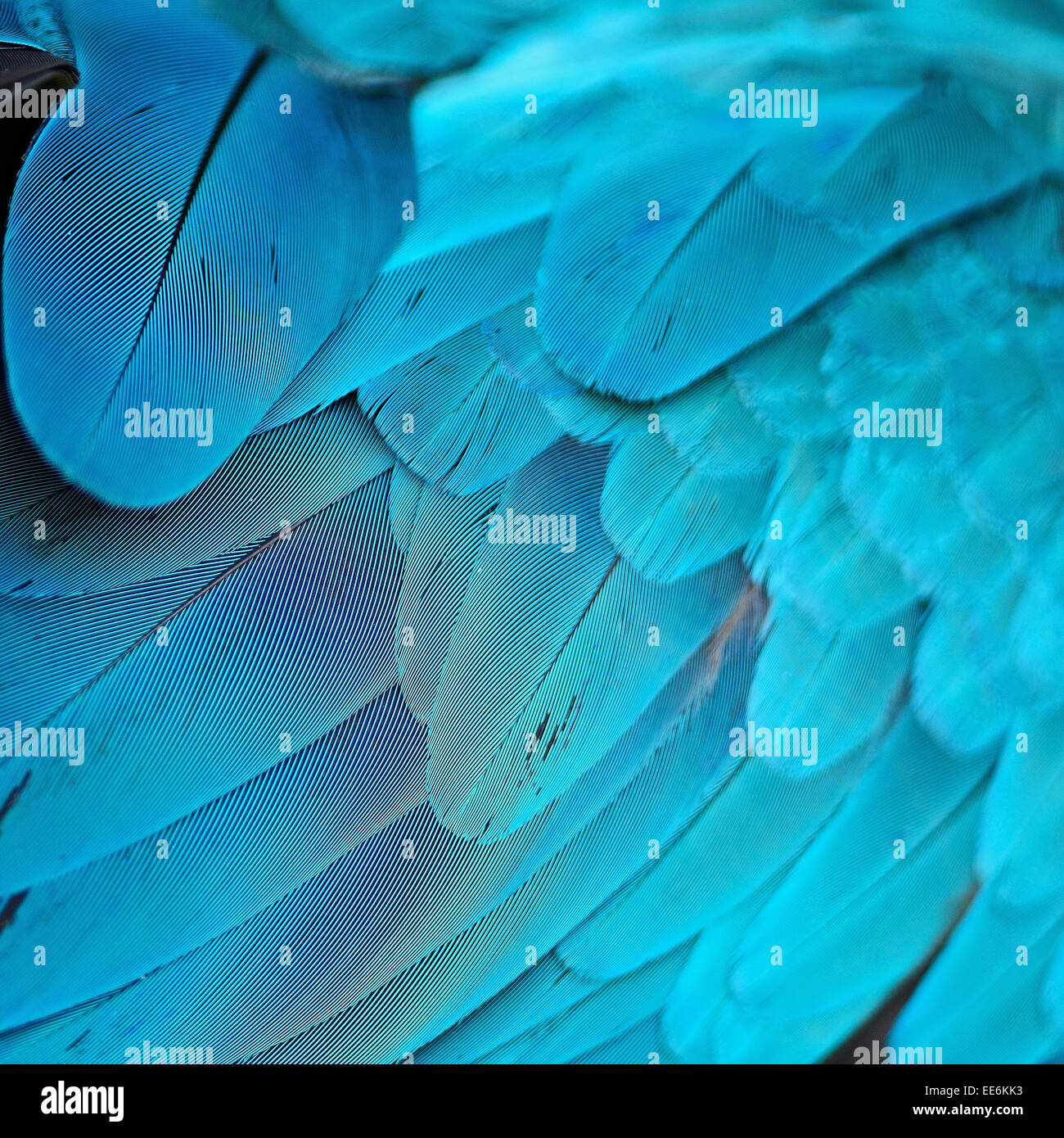 Modello di blu e oro Macaw piume Foto Stock