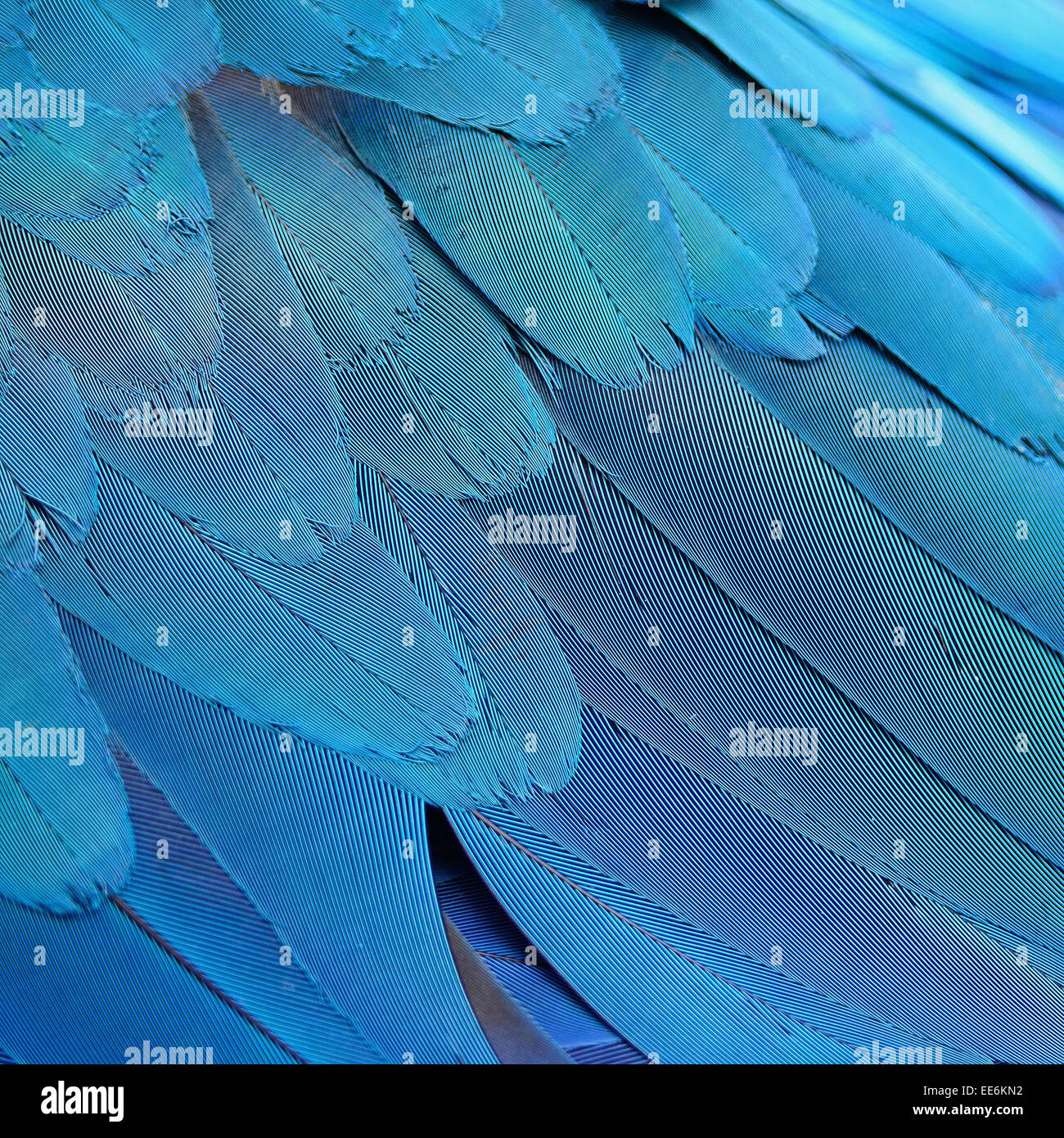 Modello di blu e oro Macaw piume Foto Stock