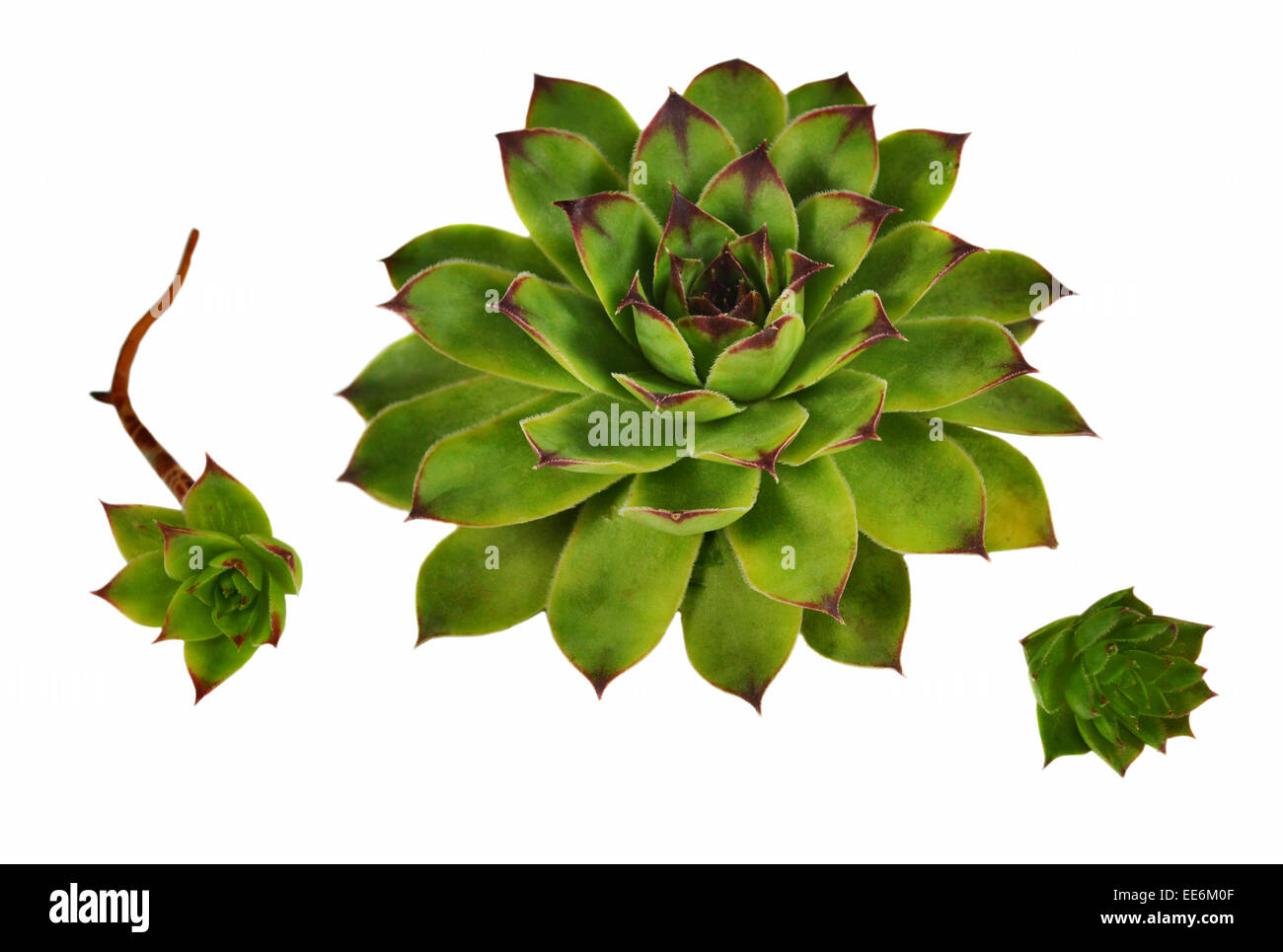 Piante succulente | Dicotiledoni fiore succulente Foto Stock