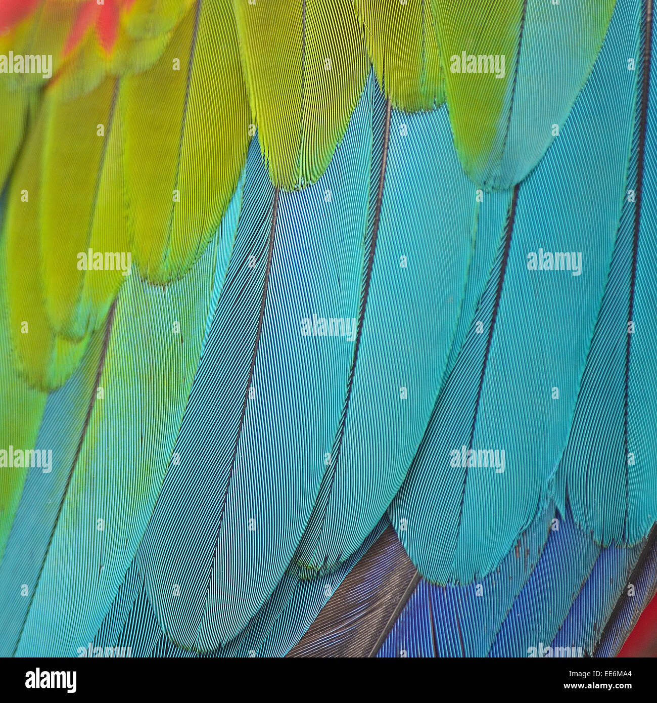Piume blu verdi immagini e fotografie stock ad alta risoluzione - Alamy