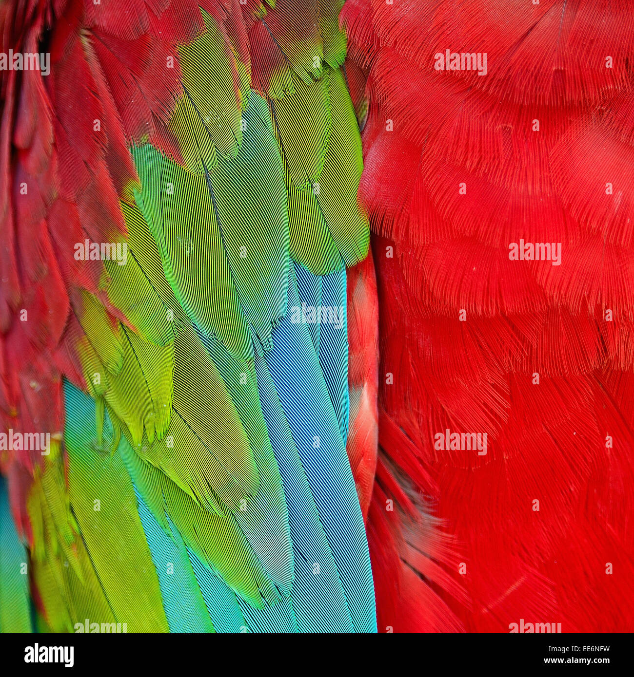 Modello di Greenwinged Macaw piume Foto Stock