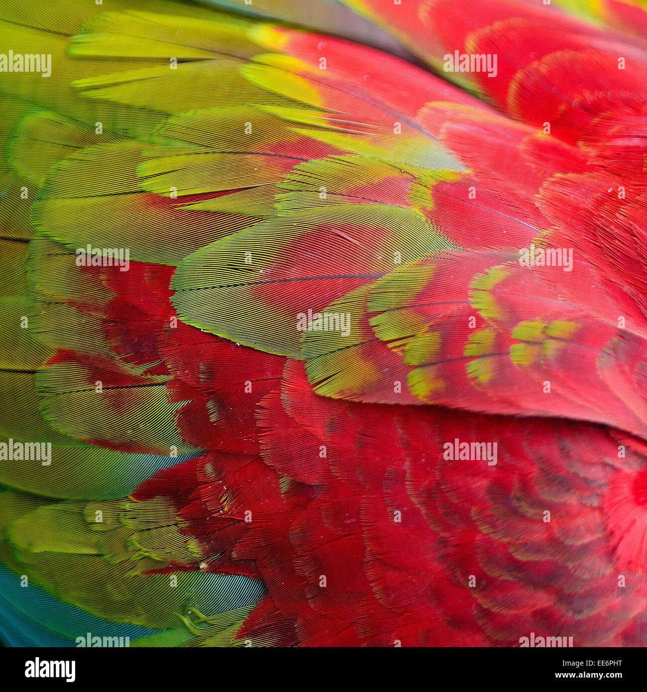 Modello di Greenwinged Macaw piume Foto Stock