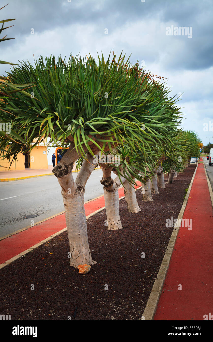 Foglie strette Yucca aloifolia spagnolo formando a baionetta centrale di prenotazione per strada lungomare in Spagna Foto Stock