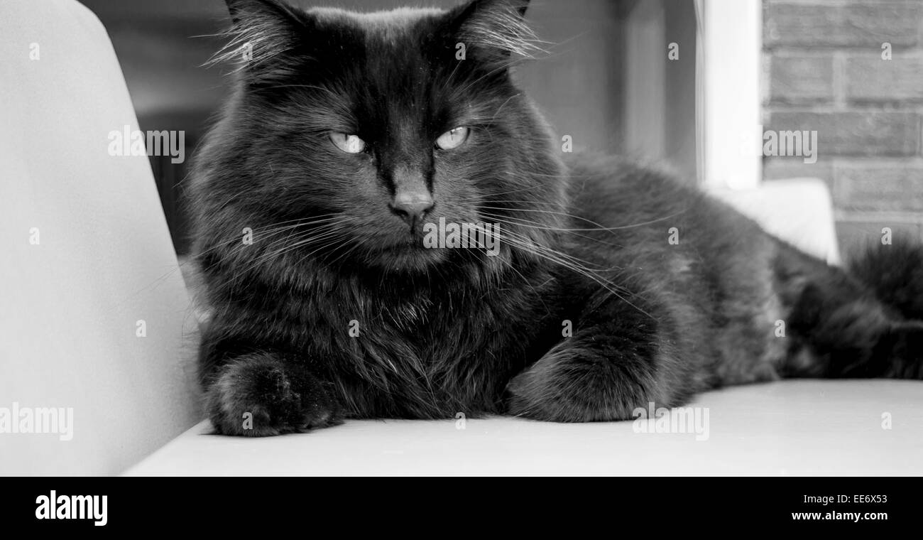 Gatto nero dando un male guardare mentre vi rilassate sulla sedia Foto Stock