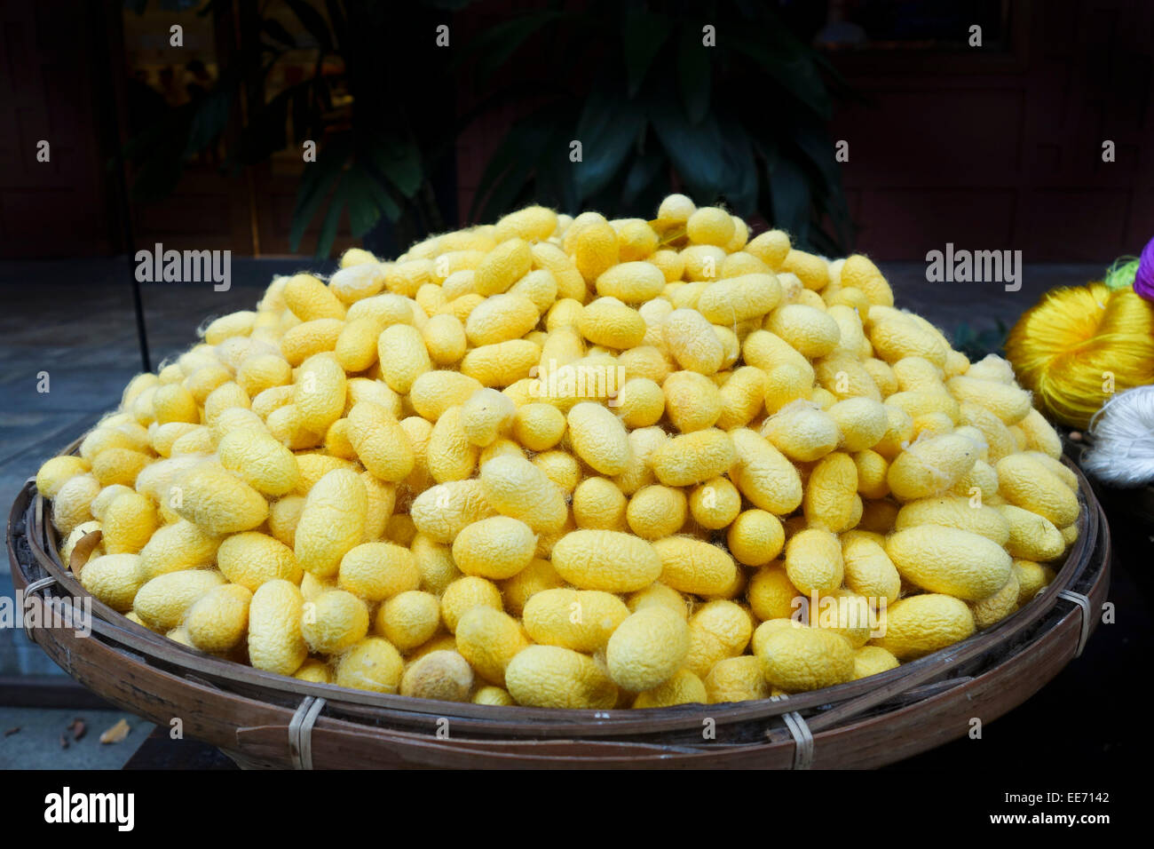 Giallo bozzoli di seta in corrispondenza di Jim Thompson House Museum, seta Tailandese, Bangkok, Thailandia, Sud-est asiatico. Foto Stock