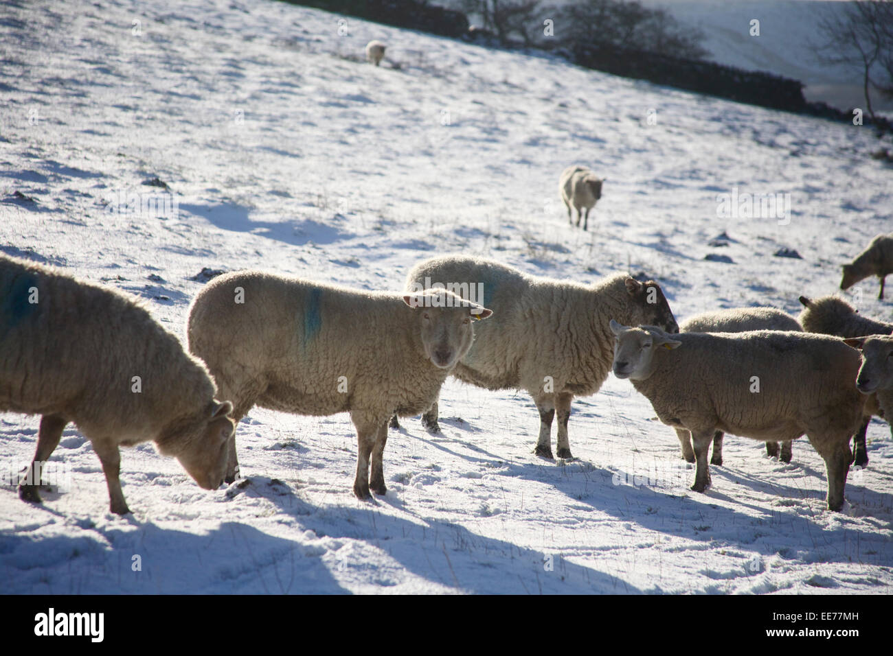 Hebden Bridge, nello Yorkshire, Regno Unito. Xiv gen, 2015. pecore nella neve e sole, Yorkshire, questa mattina, 14 gennaio 2015. Credito: Milesy/Alamy Live News Foto Stock