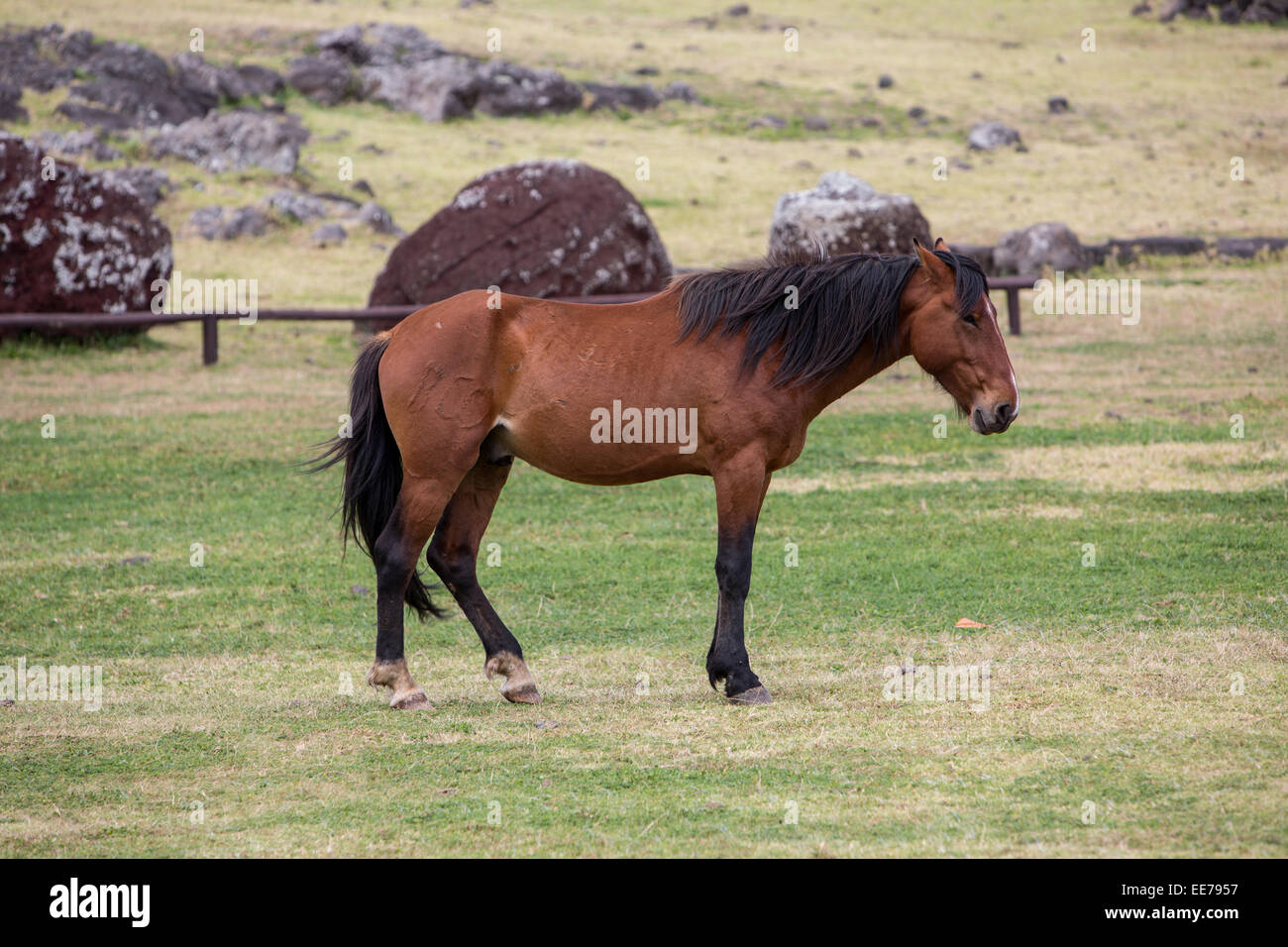 Wild Horse sull'Isola di Pasqua Foto Stock