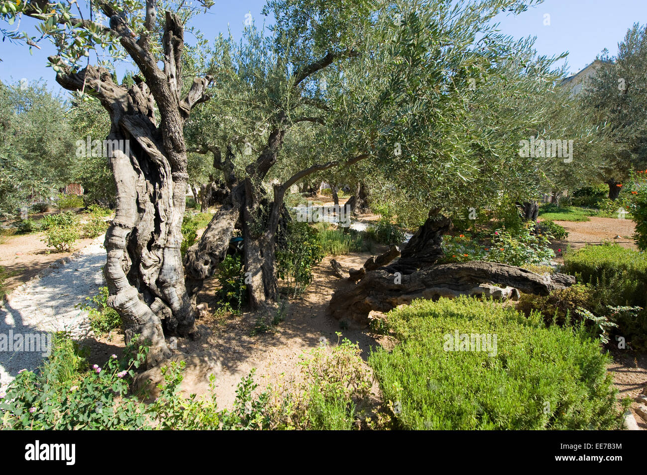 Ulivi secolari nel giardino del Getsemani sul monte degli Ulivi di Gerusalemme Foto Stock