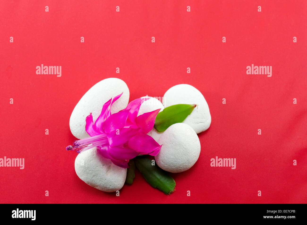 Bellissimo fiore rosa su ciottoli bianchi sparato contro uno sfondo rosso Foto Stock