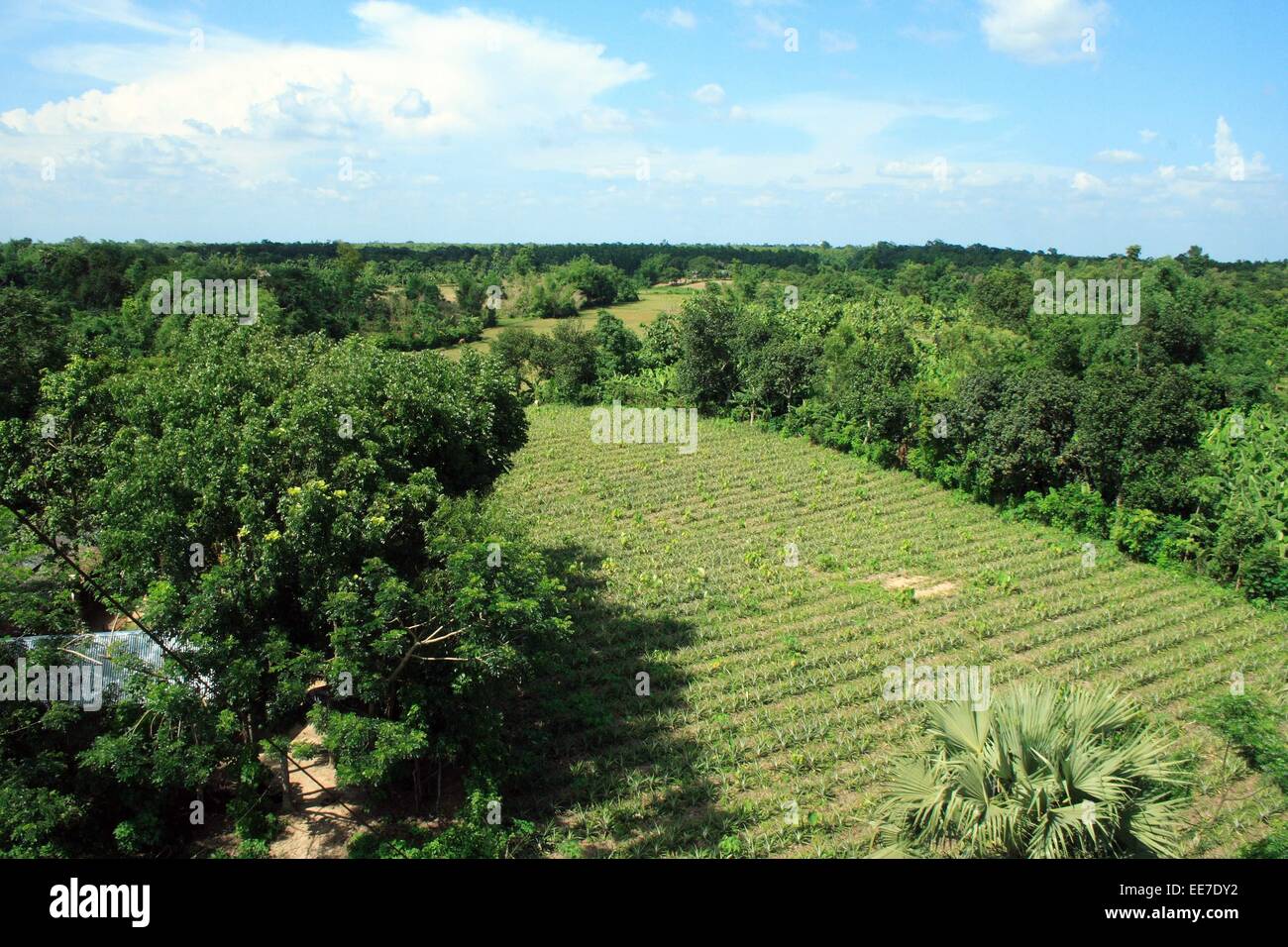 Bangladesh 10 gennaio 2015. Vista dall'alto parco nazionale di gazipur bangladesh. Foto Stock