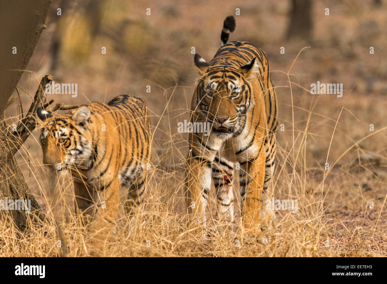Wild Indian Tiger madre con la sua giovane cub, camminando verso la telecamera in secco di foreste boscose del parco nazionale di Ranthambore Foto Stock