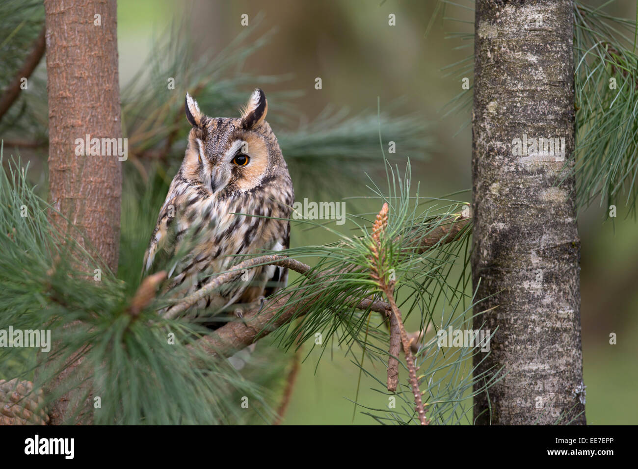 Long Eared Owl; Asio otus; Regno Unito Foto Stock