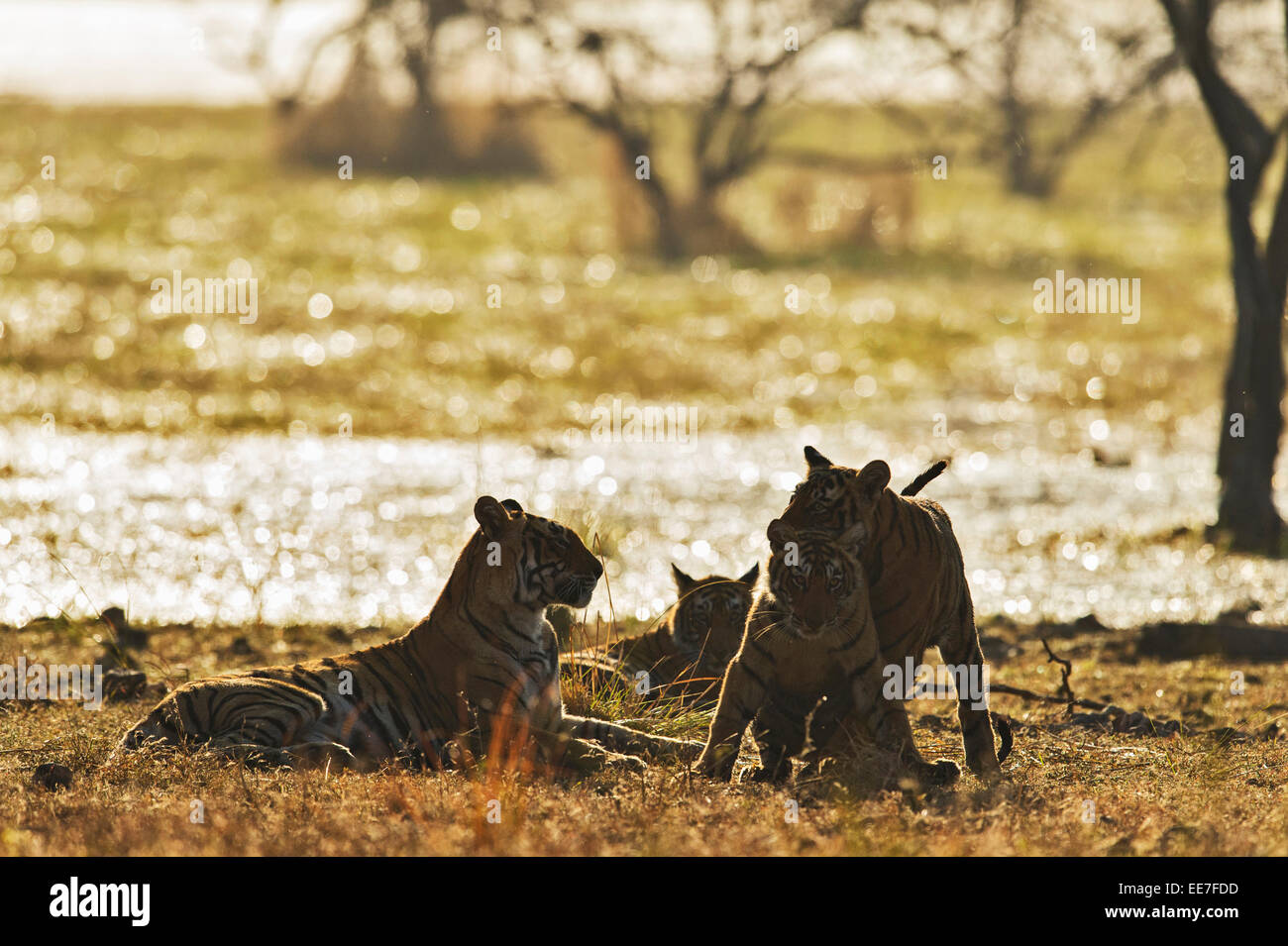 Selvatica retroilluminato tigre del Bengala madre con tre giovani adulti sub cubs all'alba nelle foreste di Ranthambhore national park in India, Foto Stock
