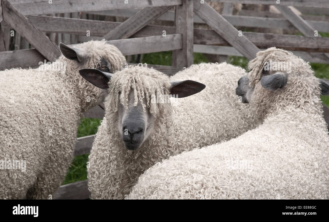 Allevamento di pecore Wensleydale in una penna Foto Stock