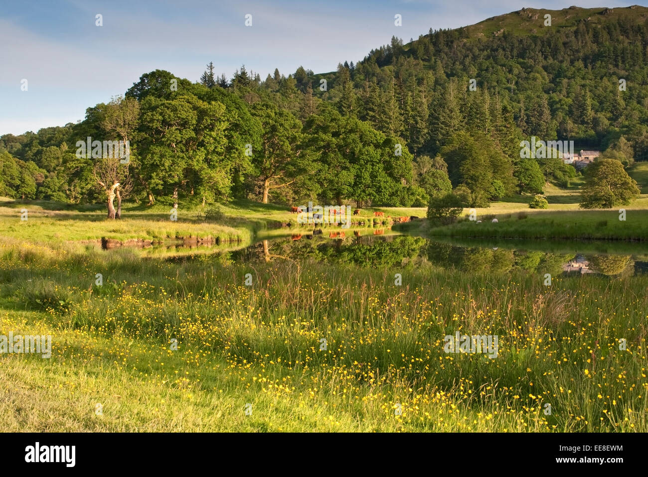 Le mucche al pascolo lungo il lato del fiume a Elterwater, Parco Nazionale del Distretto dei Laghi, Cumbria, England Regno Unito Foto Stock