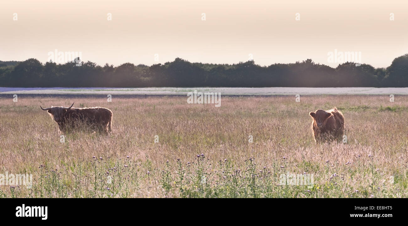 Una coppia di Highland bovini in un campo di Lancashire al tramonto Foto Stock