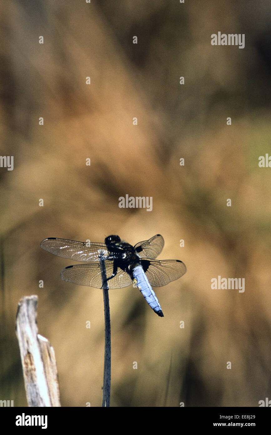 Ampia corposo Chaser maschio Foto Stock