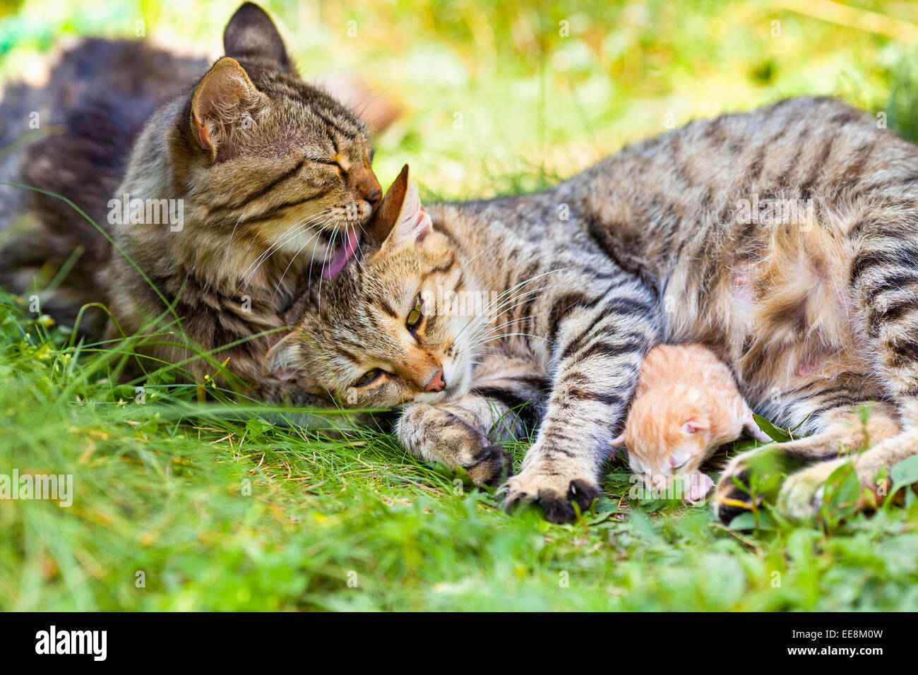 Famiglia cat. Mom cat, daddy cat e baby sull'erba Foto Stock