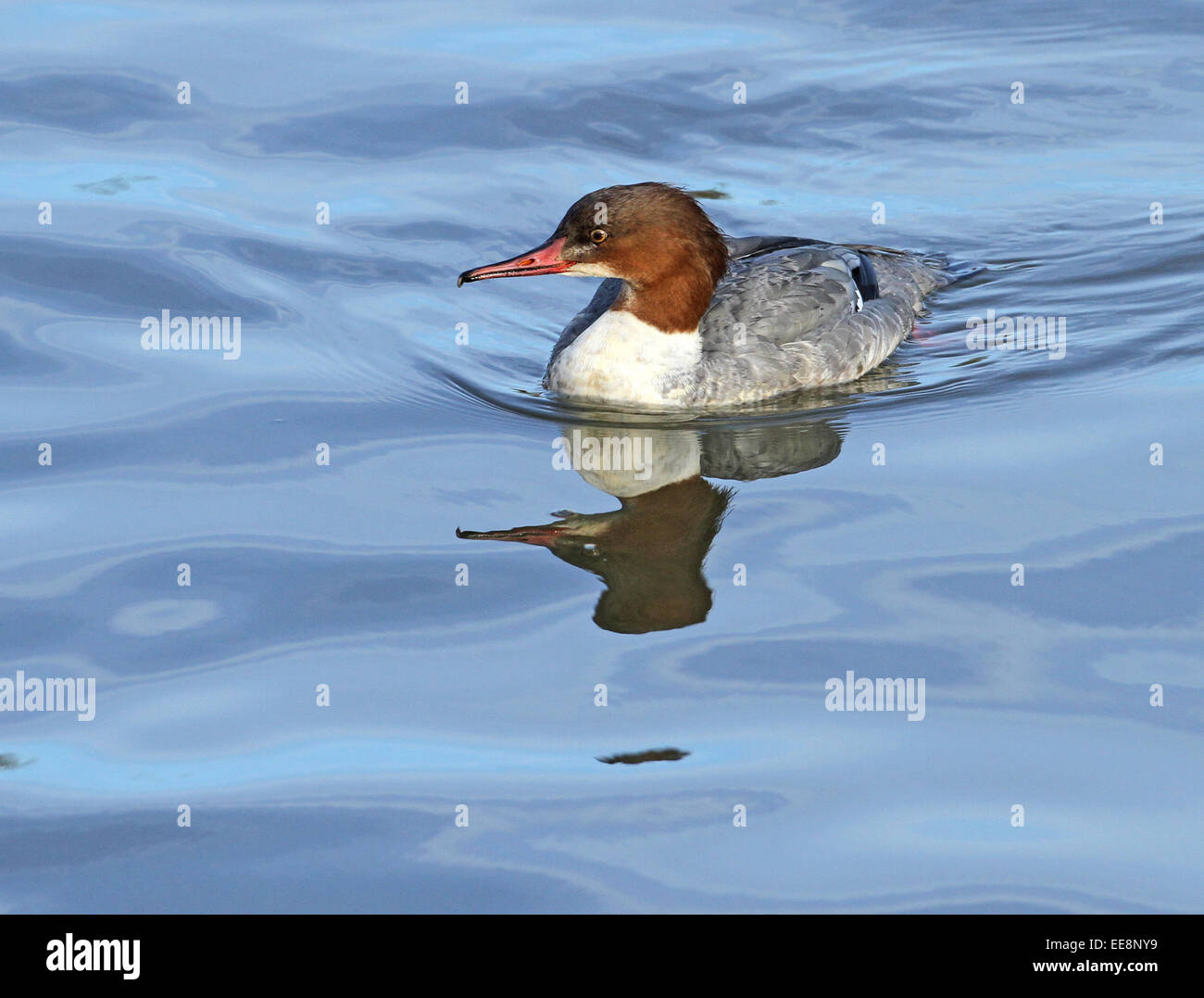 Smergo maggiore (Mergus merganser) Foto Stock