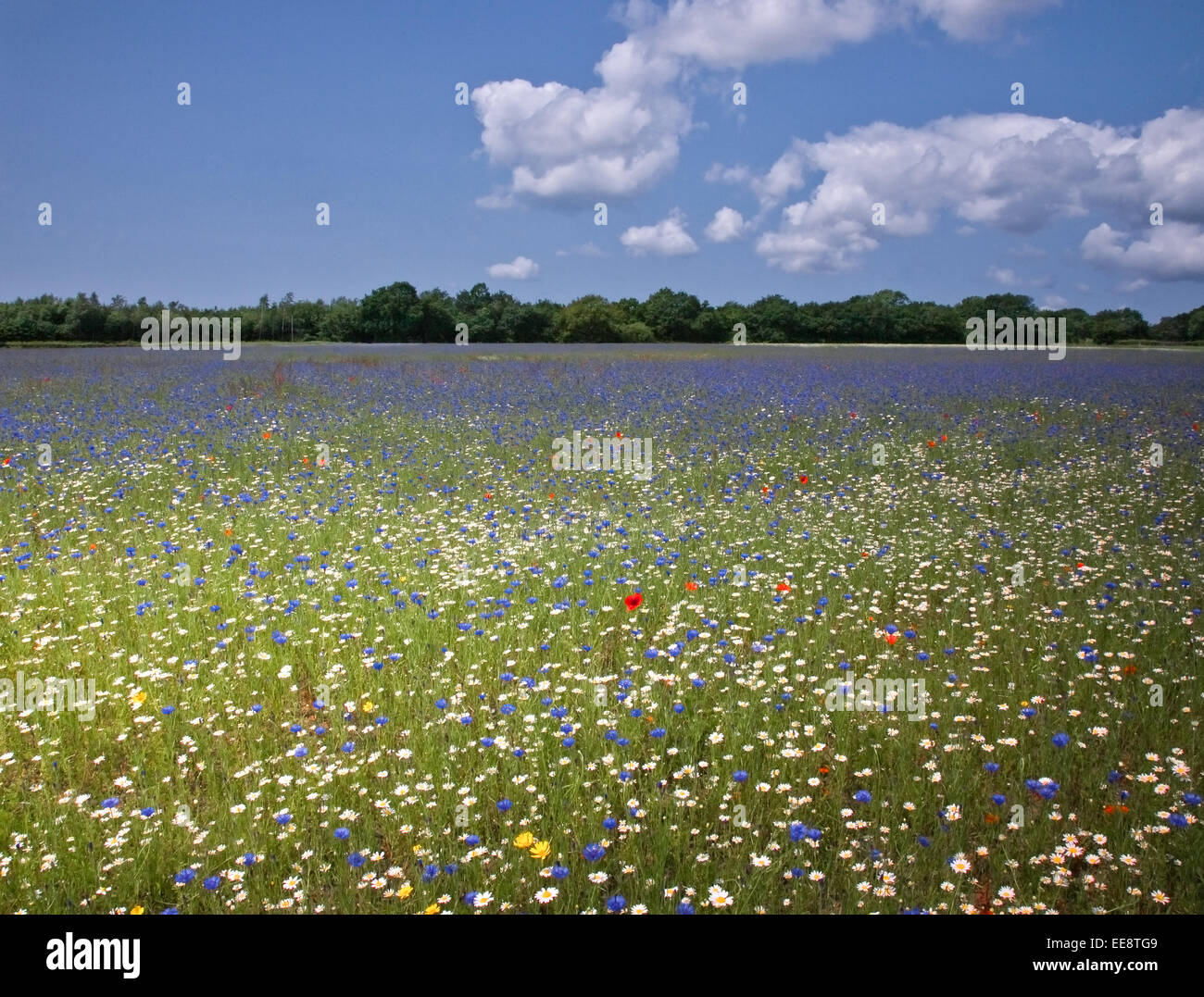 Fattoria di fiori selvaggi nelle zone rurali del Lancashire Foto Stock