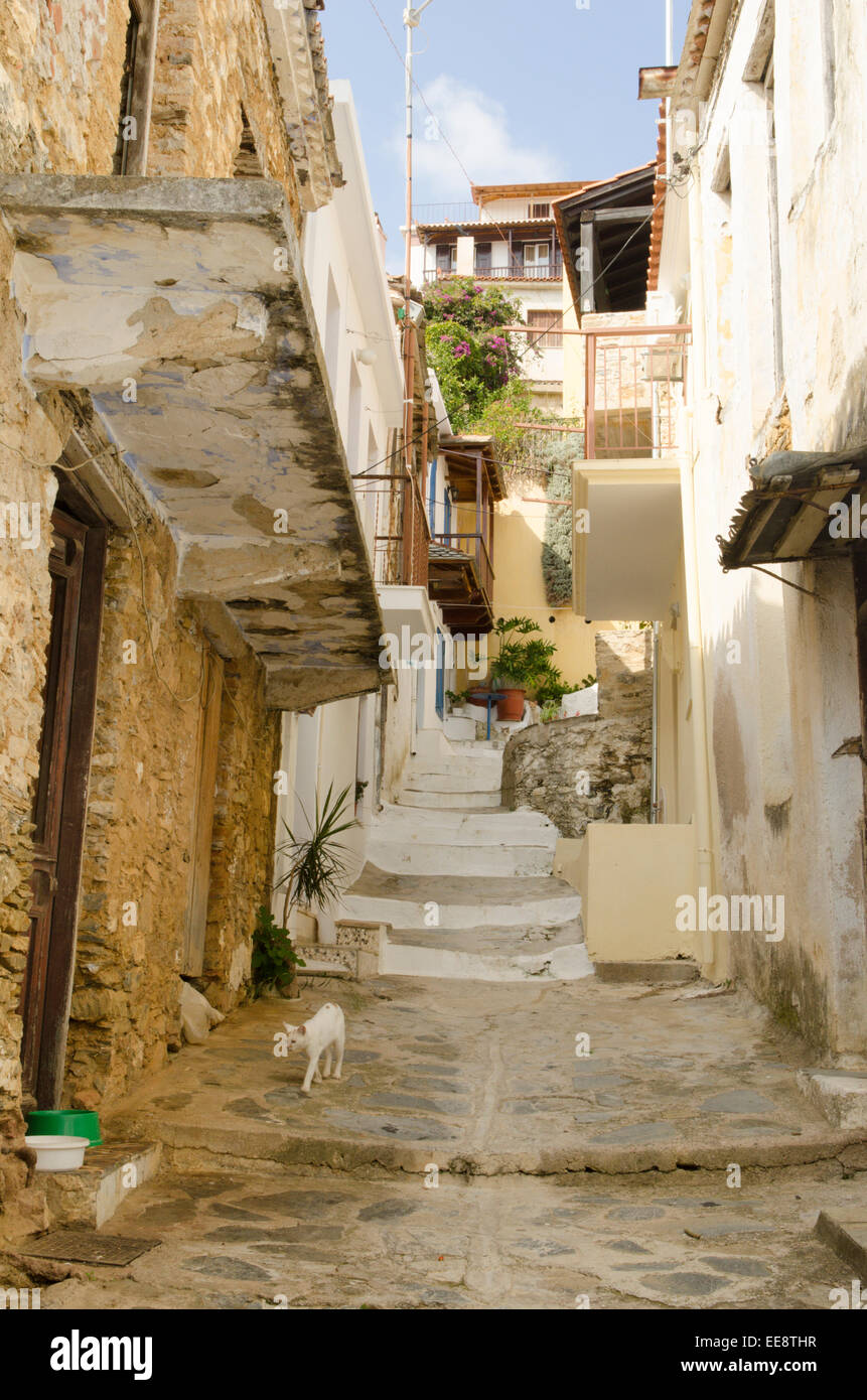 Gatti nelle strade della città di Skopelos, isola greca. Foto Stock