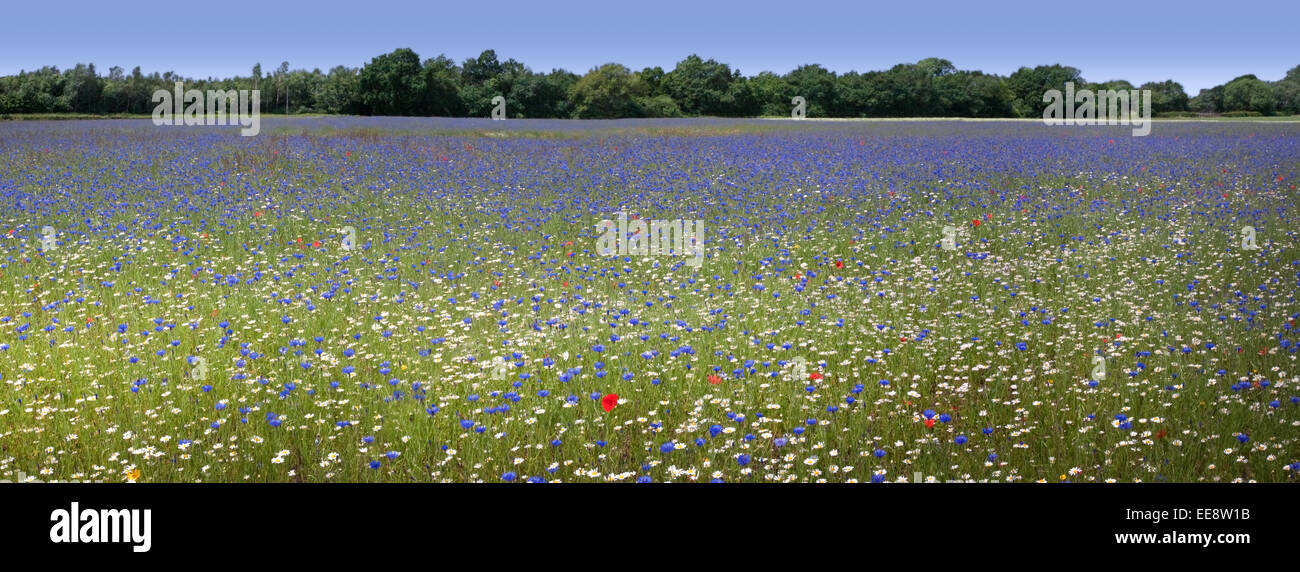 Fattoria di fiori selvaggi nelle zone rurali del Lancashire Foto Stock