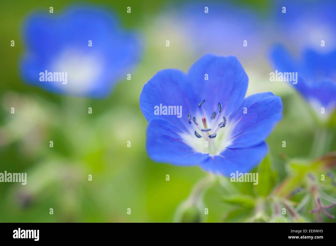 Geranium sylvaticum 'Amy Doncaster'. Un blu hardy geranio con un centro bianco che crescono in un giardino inglese. Foto Stock
