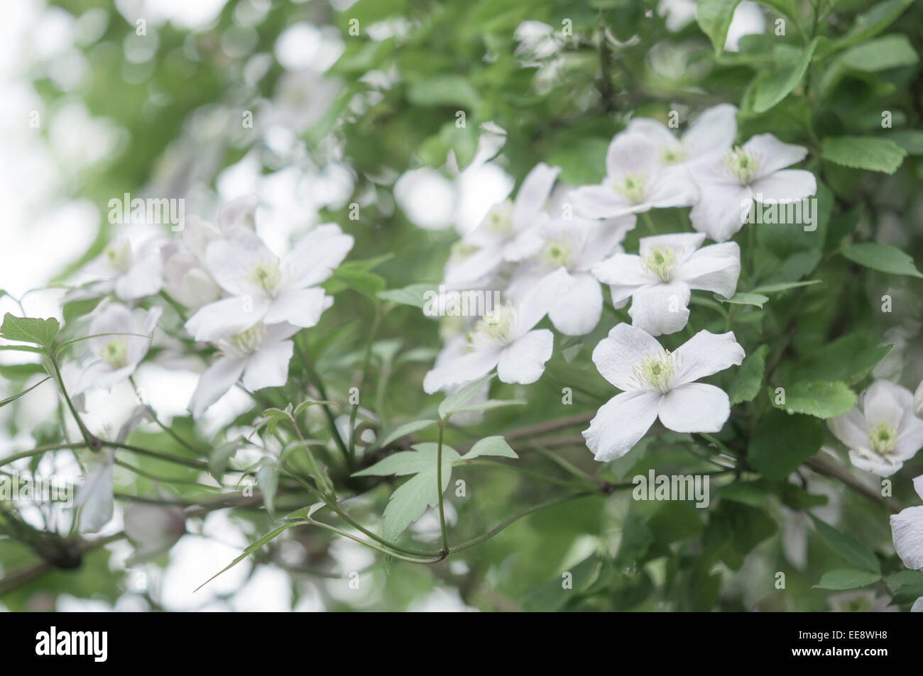 La clematide Montana con fiori di colore rosa pallido e morbido fogliame verde. Foto Stock