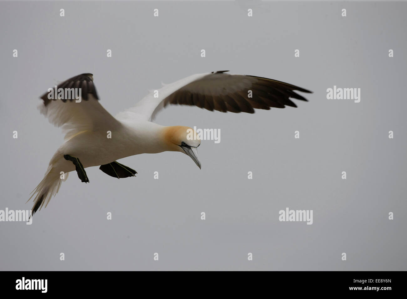 Gannet Flying Foto Stock