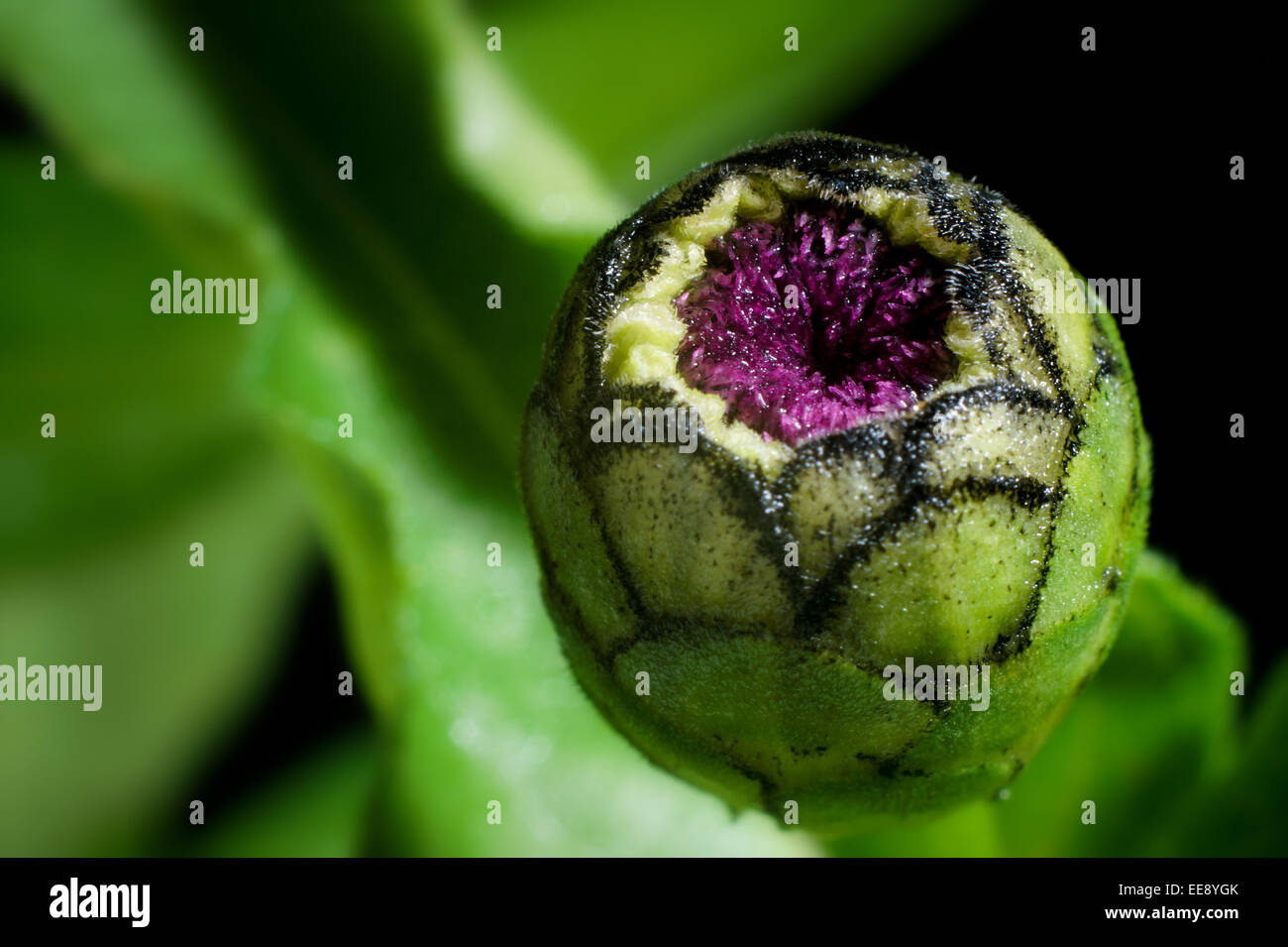 In prossimità di una chiusa zinnia fiore nascere. Foto Stock