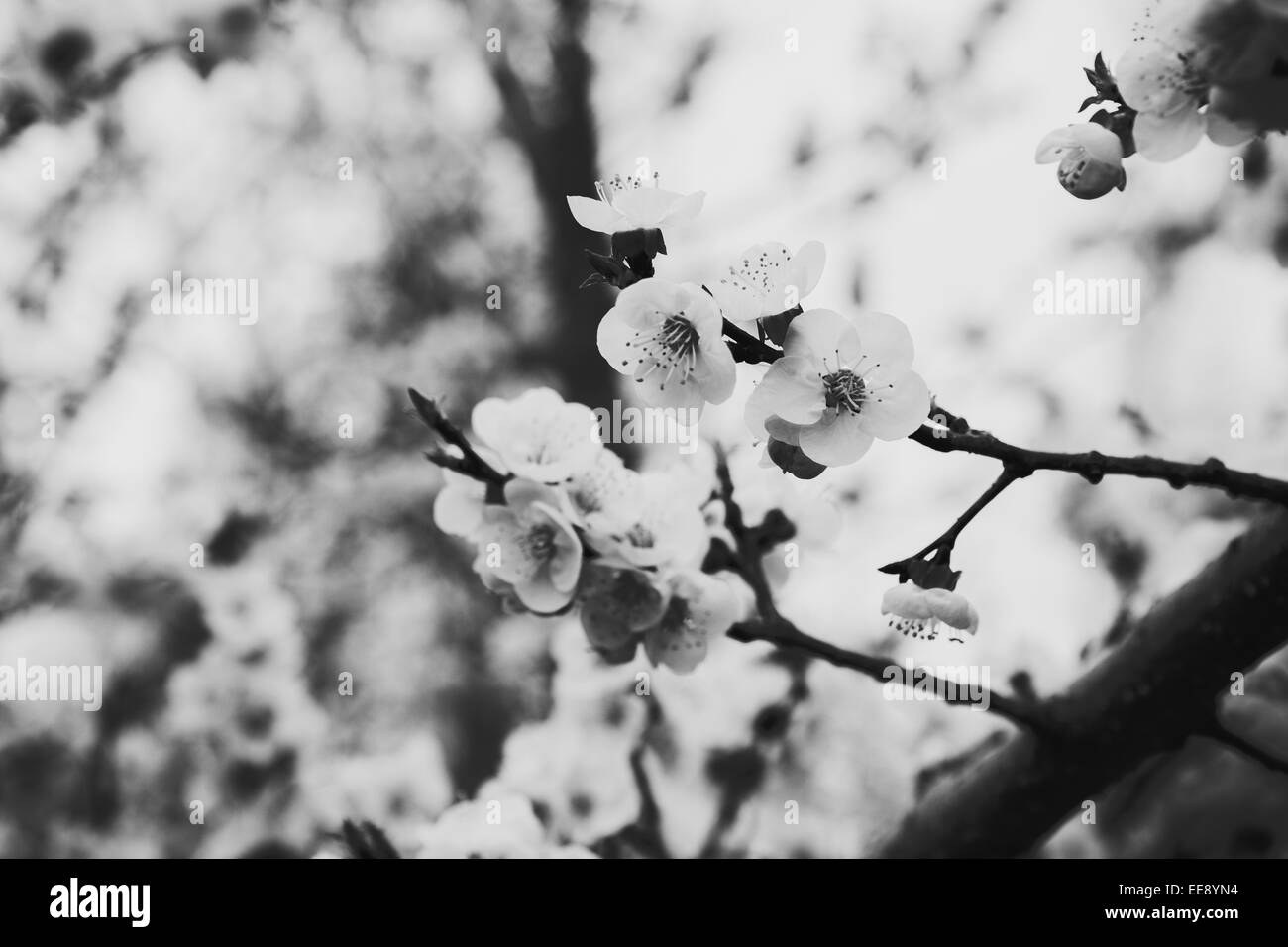 Illustrazione della foto di fiori di orchidea bianchi in bianco e nero e i mezzitoni Foto Stock